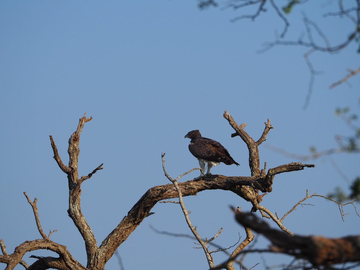 Martial Eagle - ML623342067