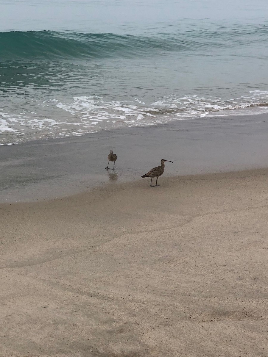 koliha hudsonská - ML623342087