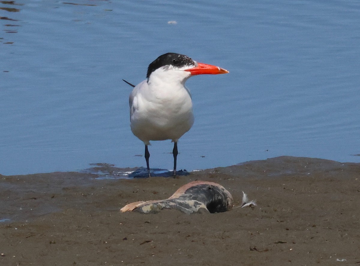 Caspian Tern - ML623342093