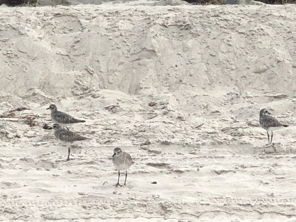 shorebird sp. - Mary Naasz