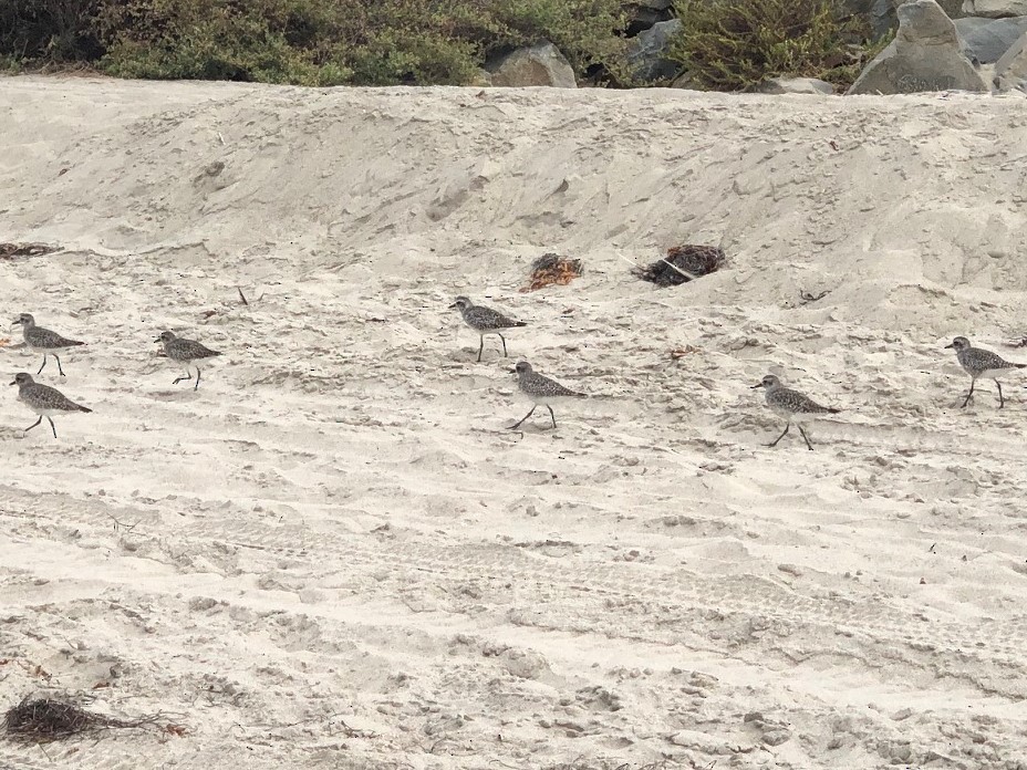 shorebird sp. - ML623342101