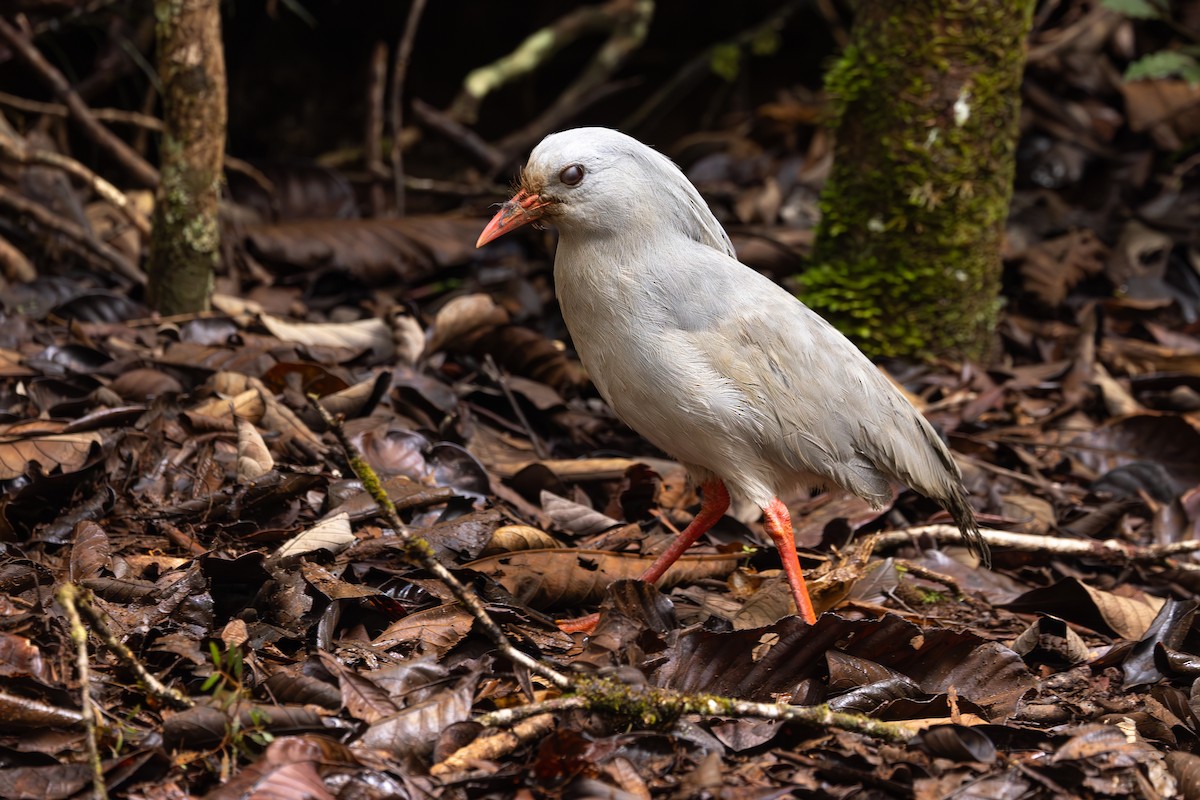 Kagu - ML623342167