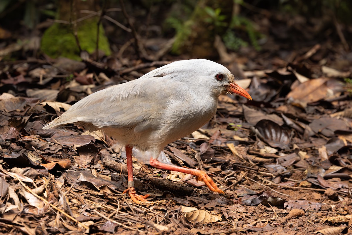 Kagu - ML623342168