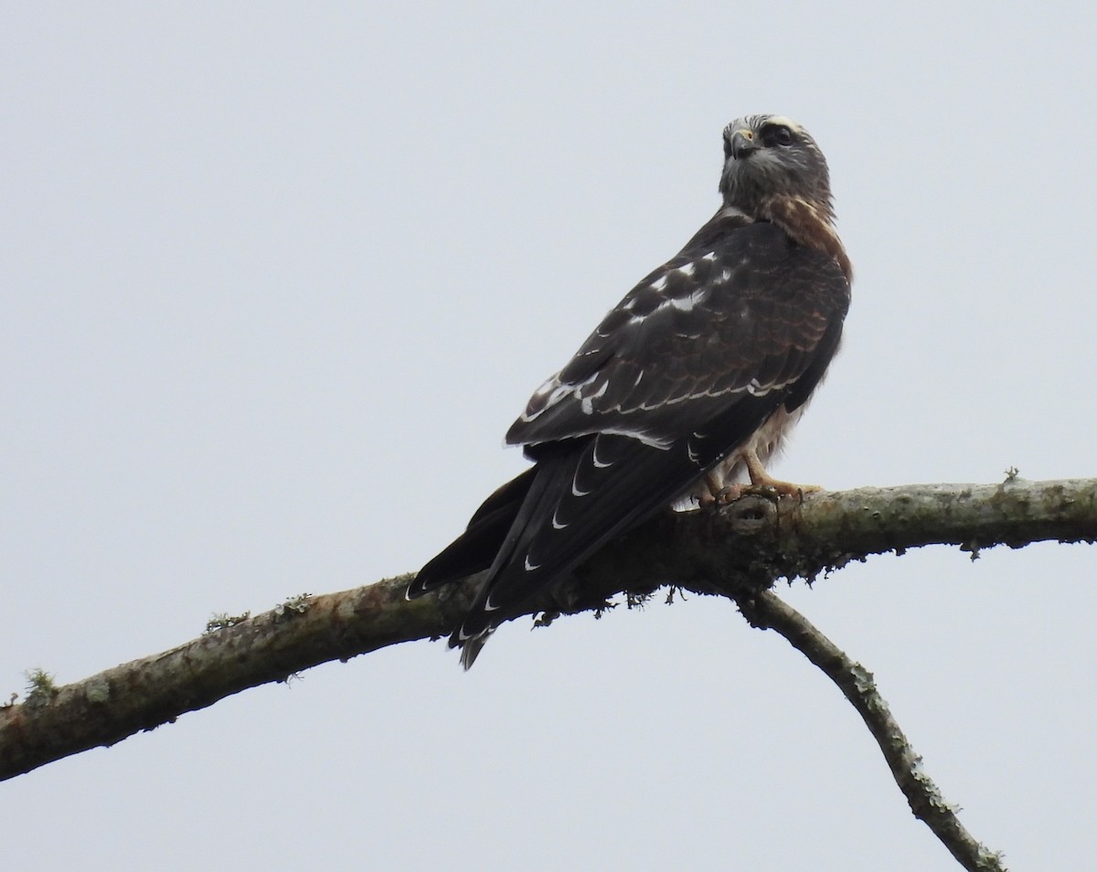 Mississippi Kite - ML623342213