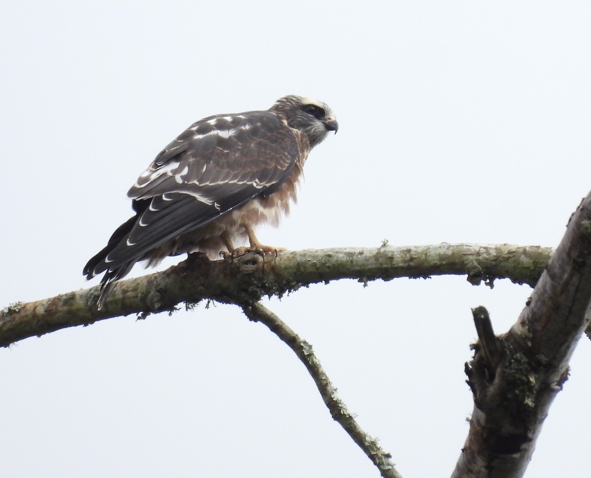 Mississippi Kite - ML623342214