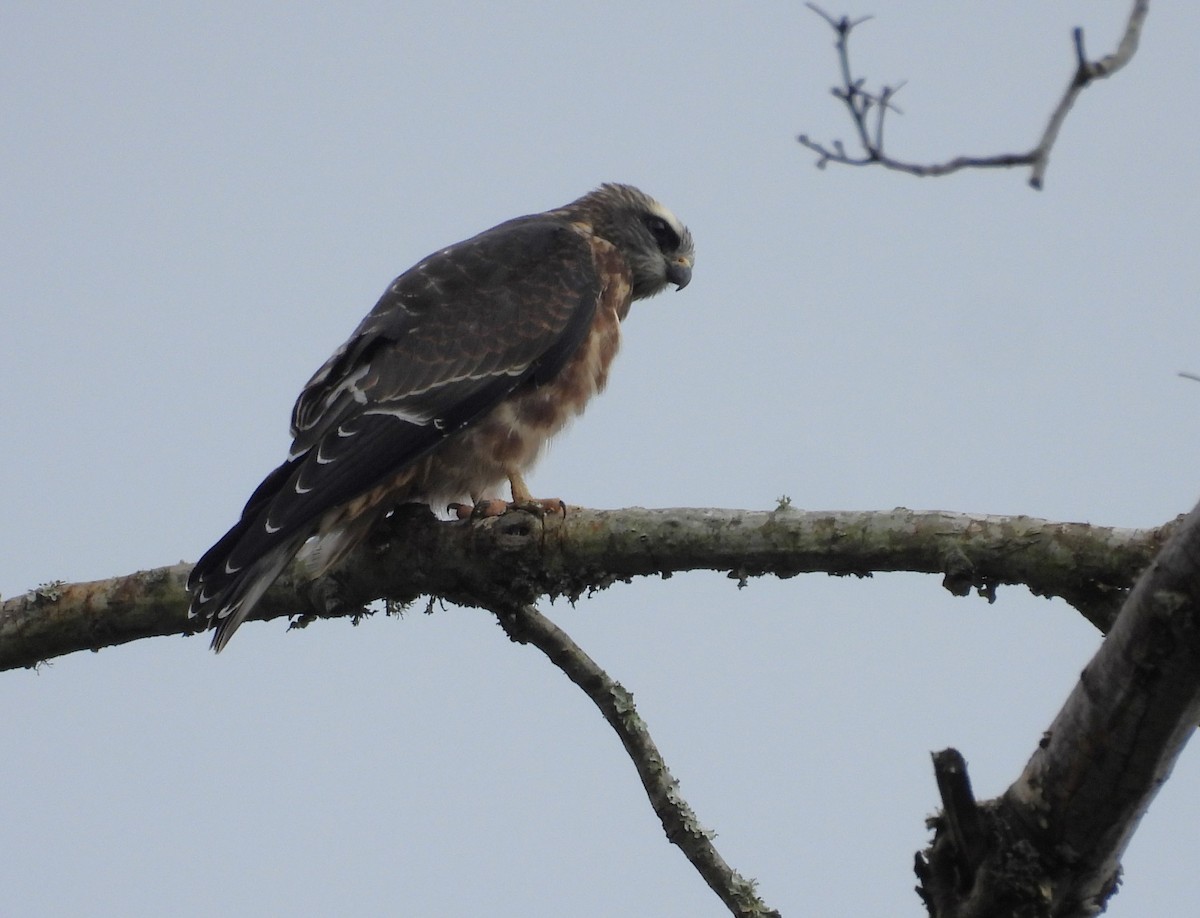 Mississippi Kite - ML623342215