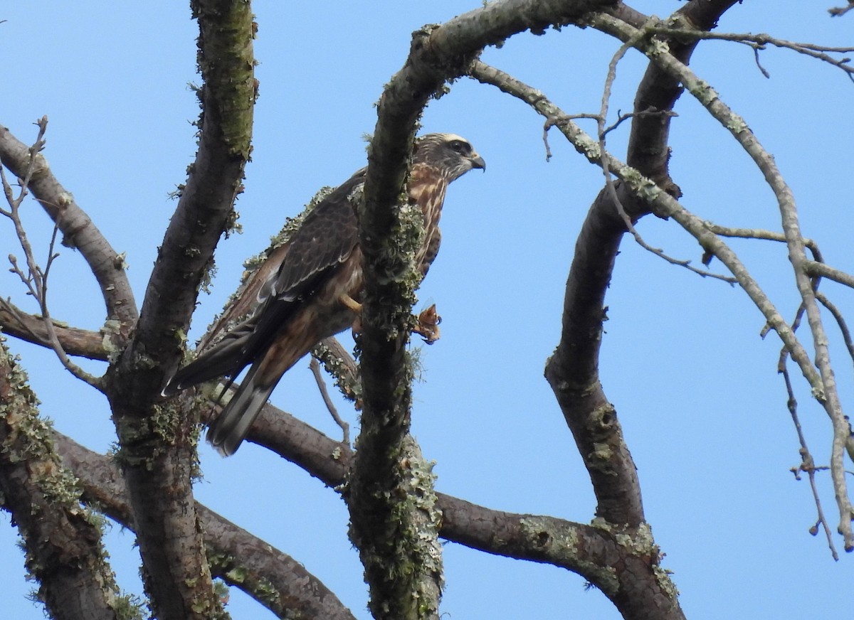 Mississippi Kite - ML623342216