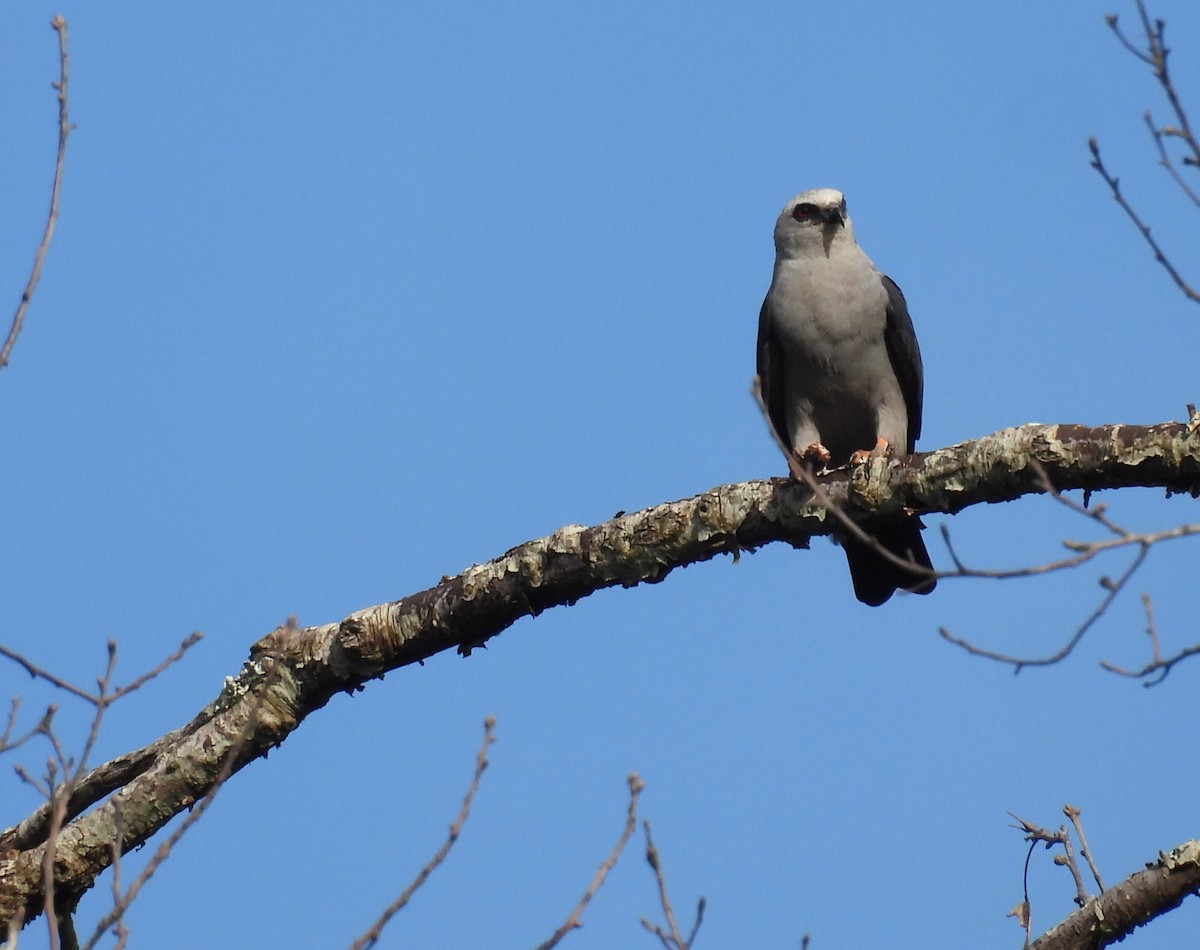 Mississippi Kite - ML623342218