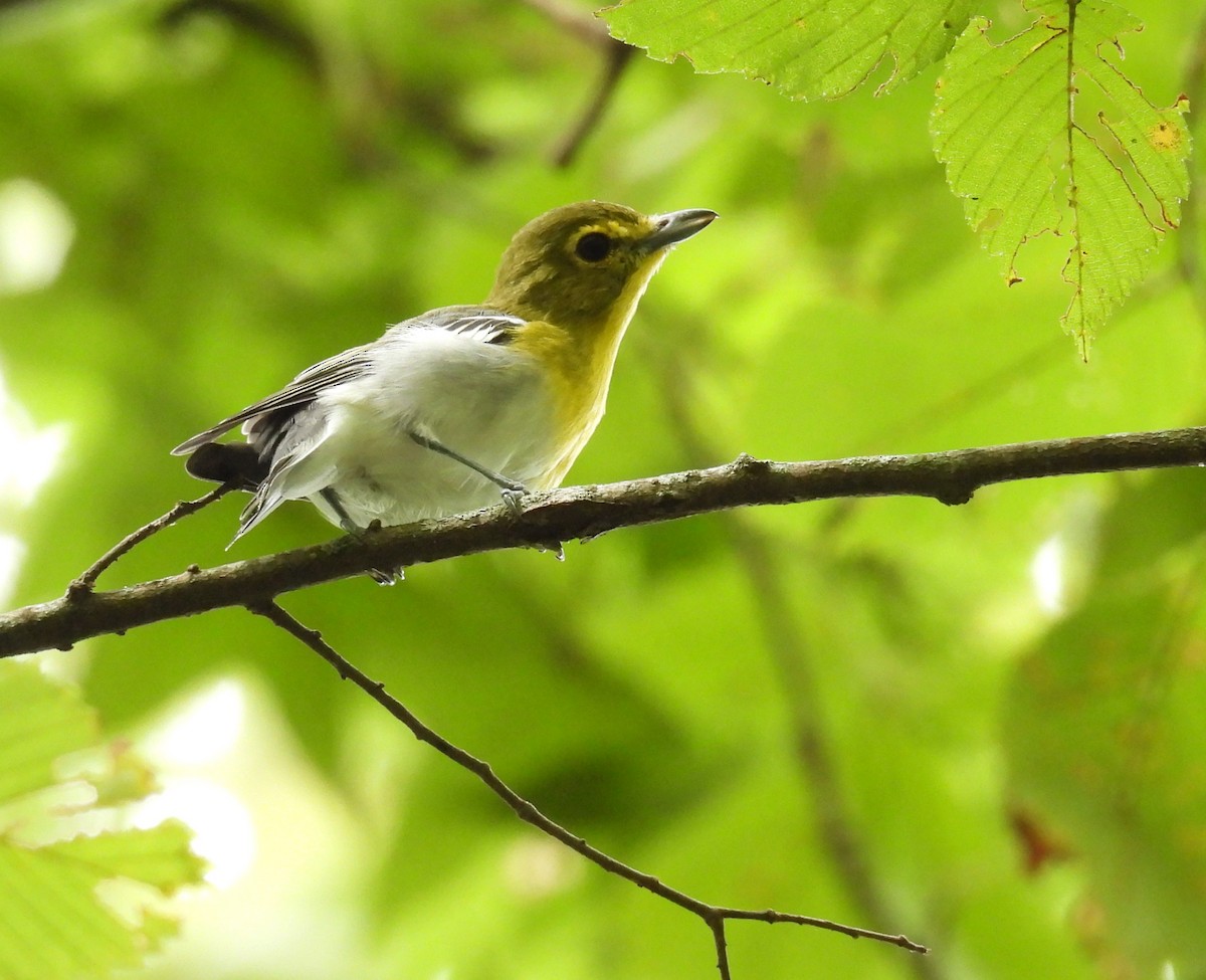 Viréo à gorge jaune - ML623342224