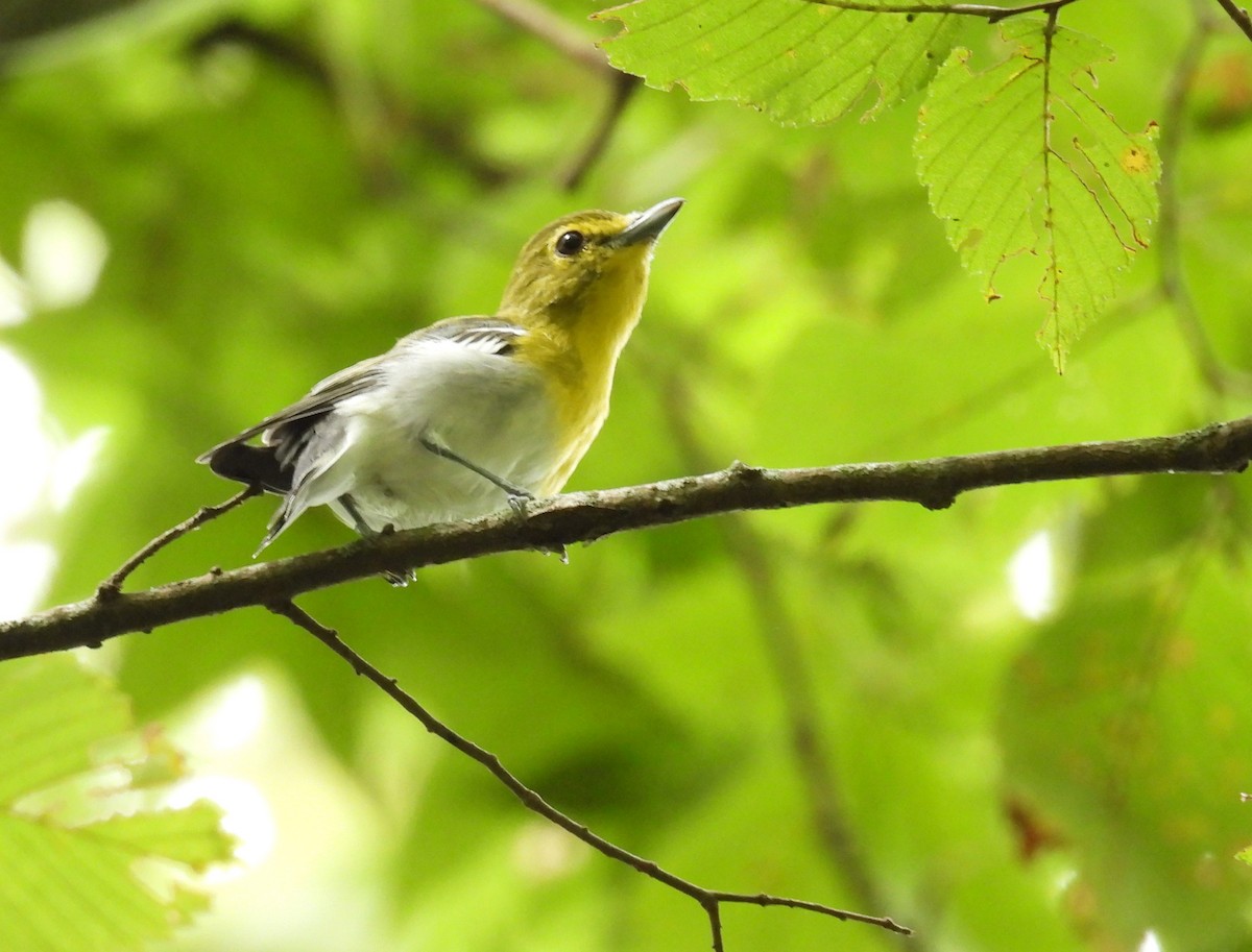 Vireo Gorjiamarillo - ML623342225