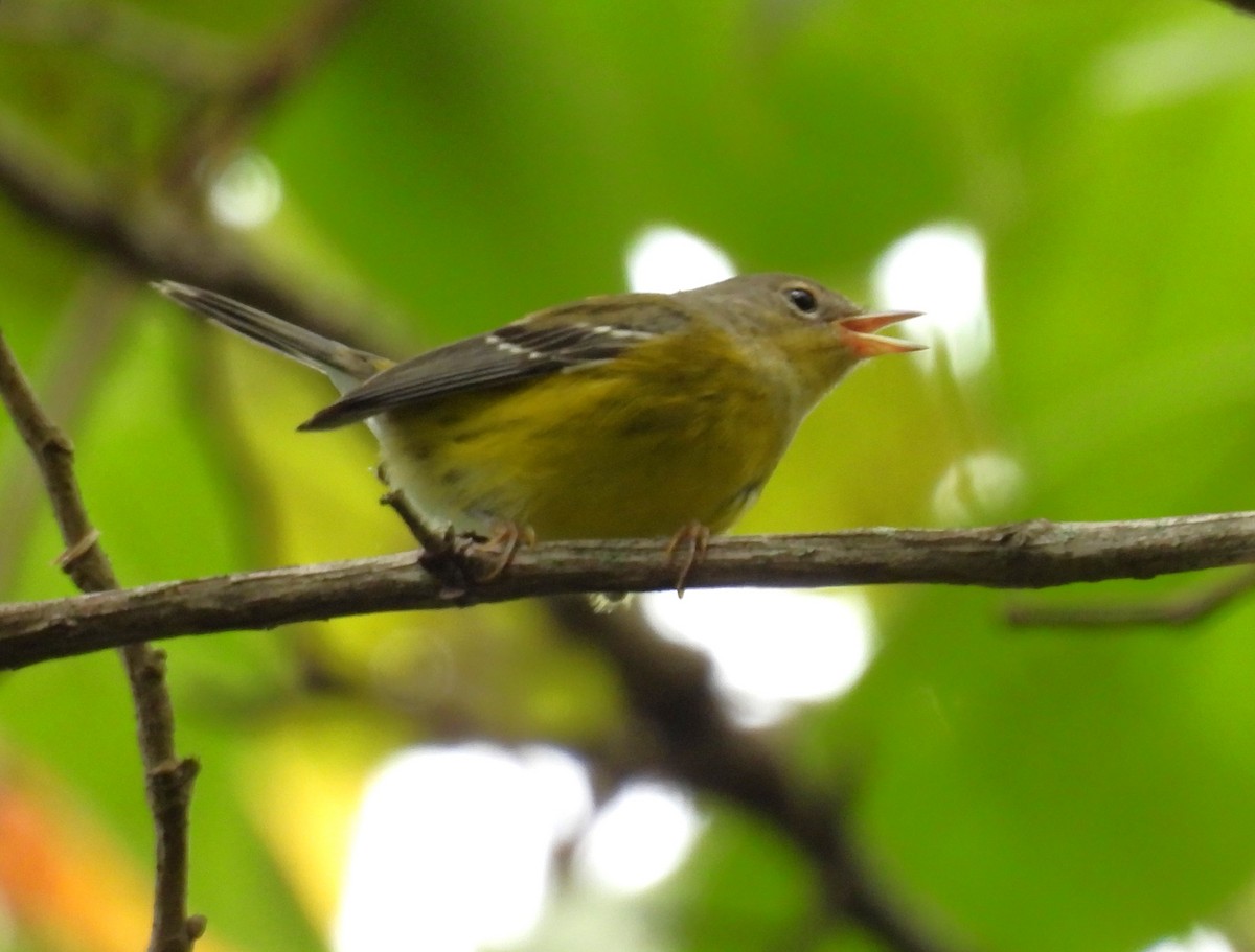 Magnolia Warbler - ML623342228