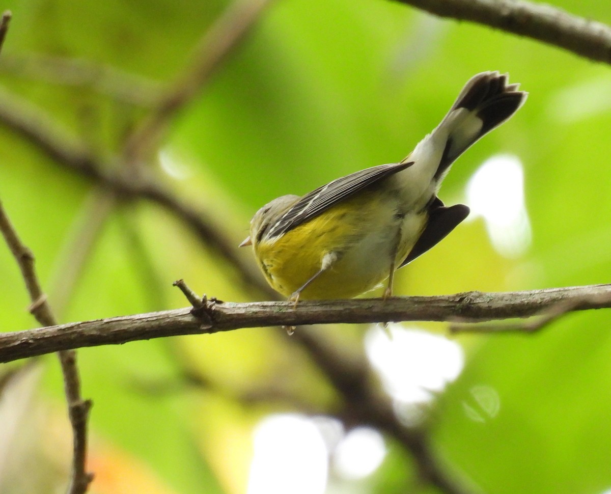 Magnolia Warbler - ML623342229