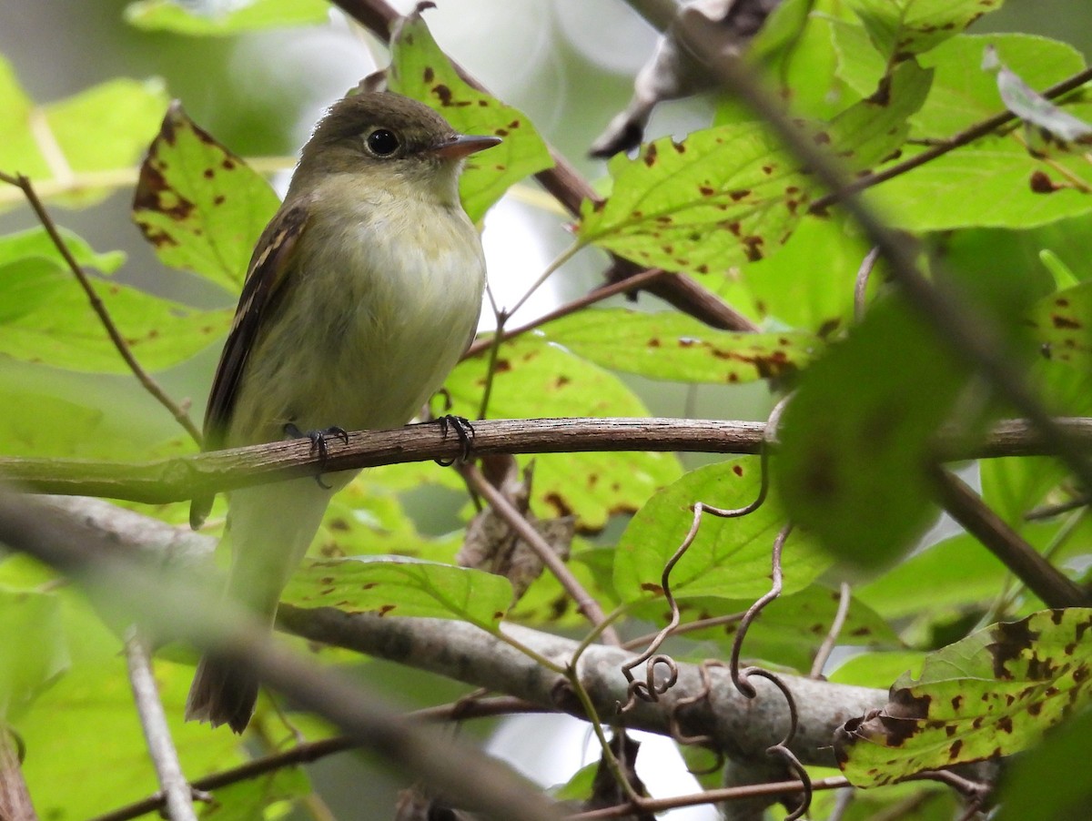 Acadian Flycatcher - ML623342235