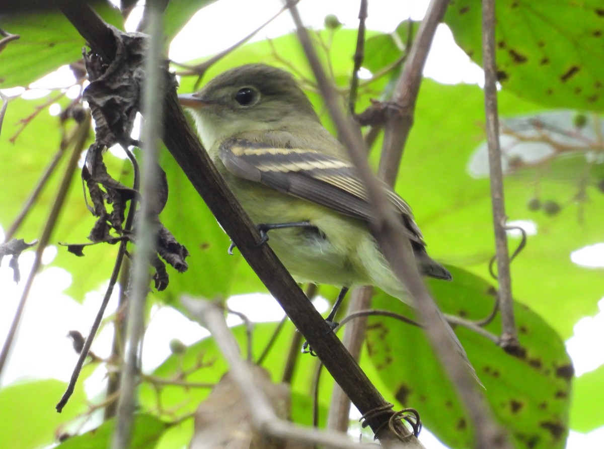 Acadian Flycatcher - ML623342236