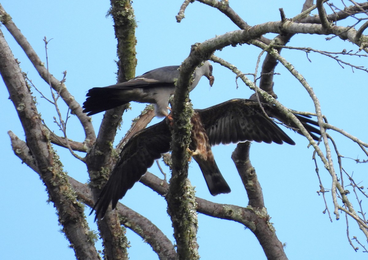 Mississippi Kite - ML623342255