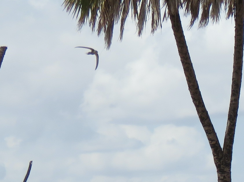 African Palm Swift - ML623342334