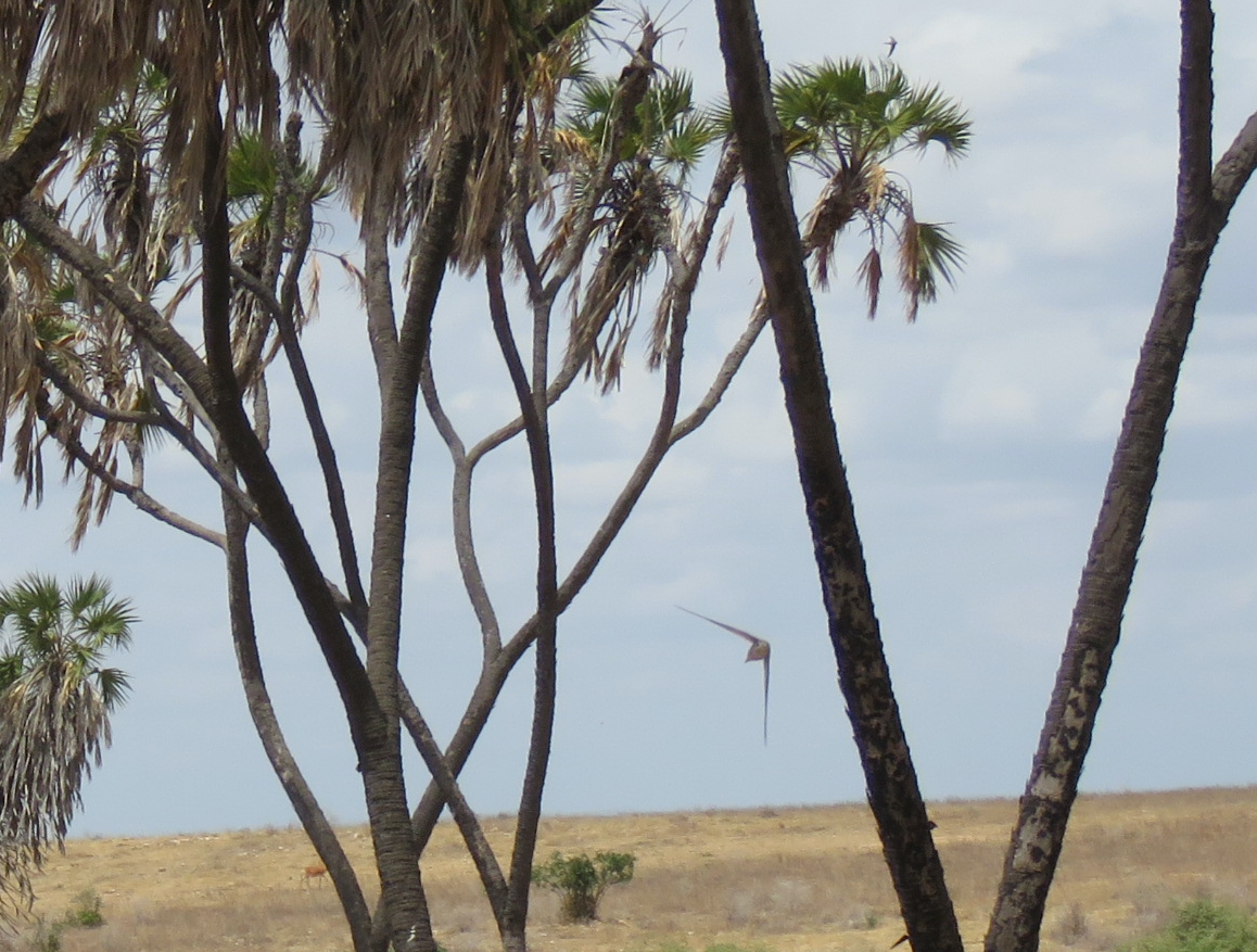 African Palm Swift - ML623342335