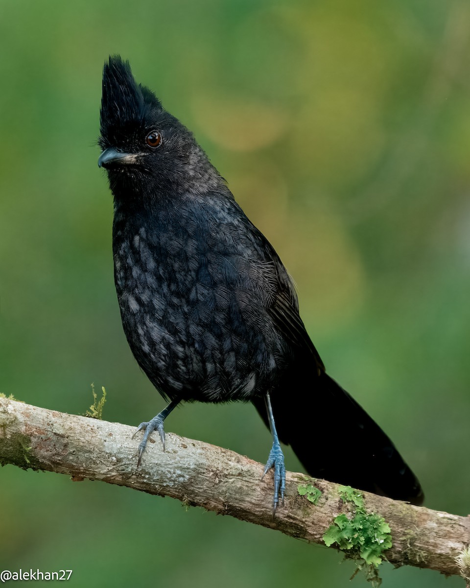 Tufted Antshrike - ML623342344