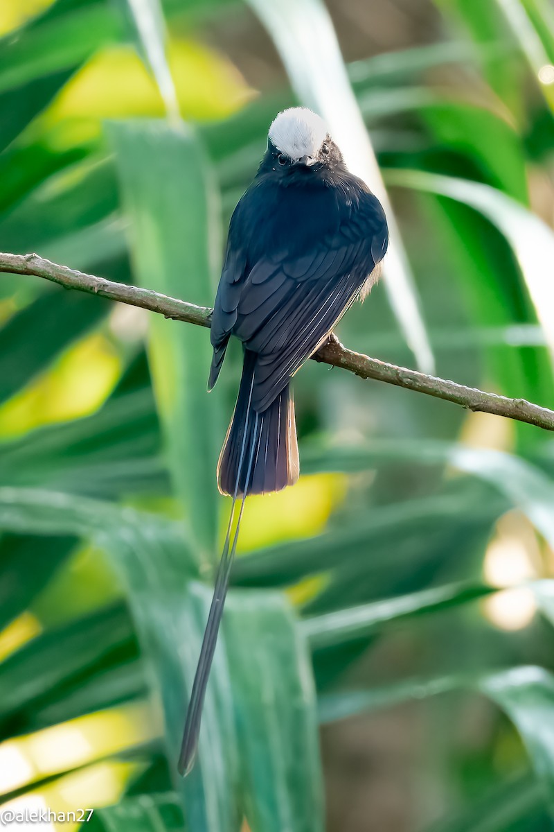 Long-tailed Tyrant - ML623342353