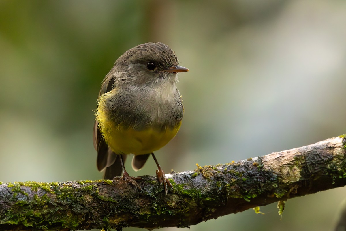 Yellow-bellied Flyrobin - ML623342373