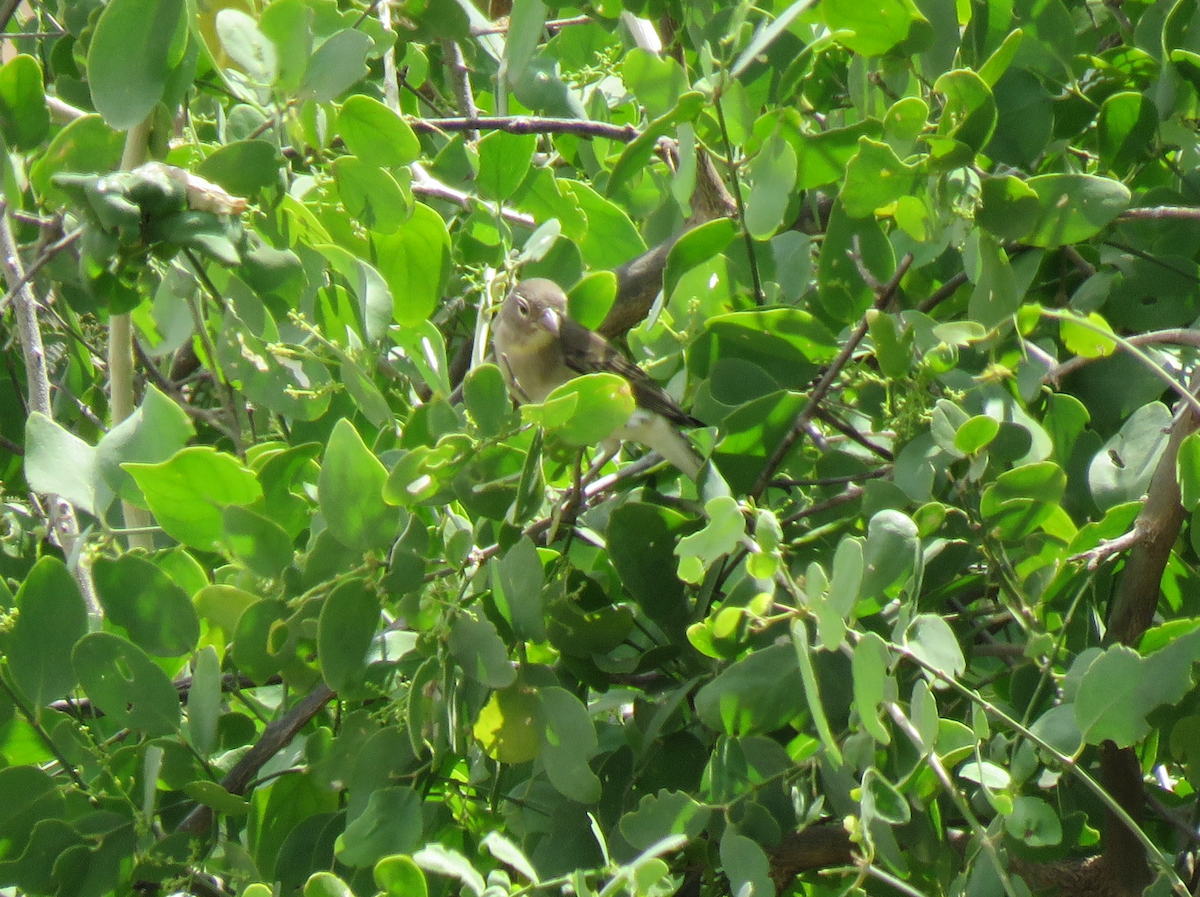 Yellow-spotted Bush Sparrow - ML623342398