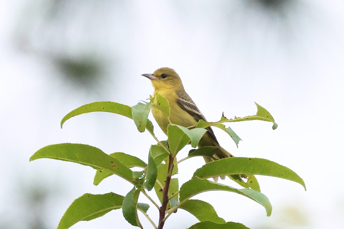 Orchard Oriole - ML623342402