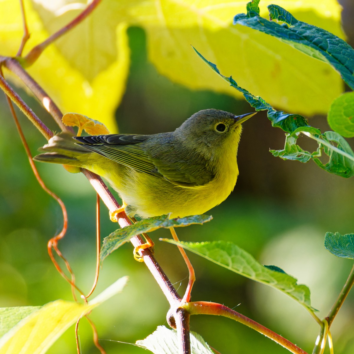 Nashville Warbler - ML623342410