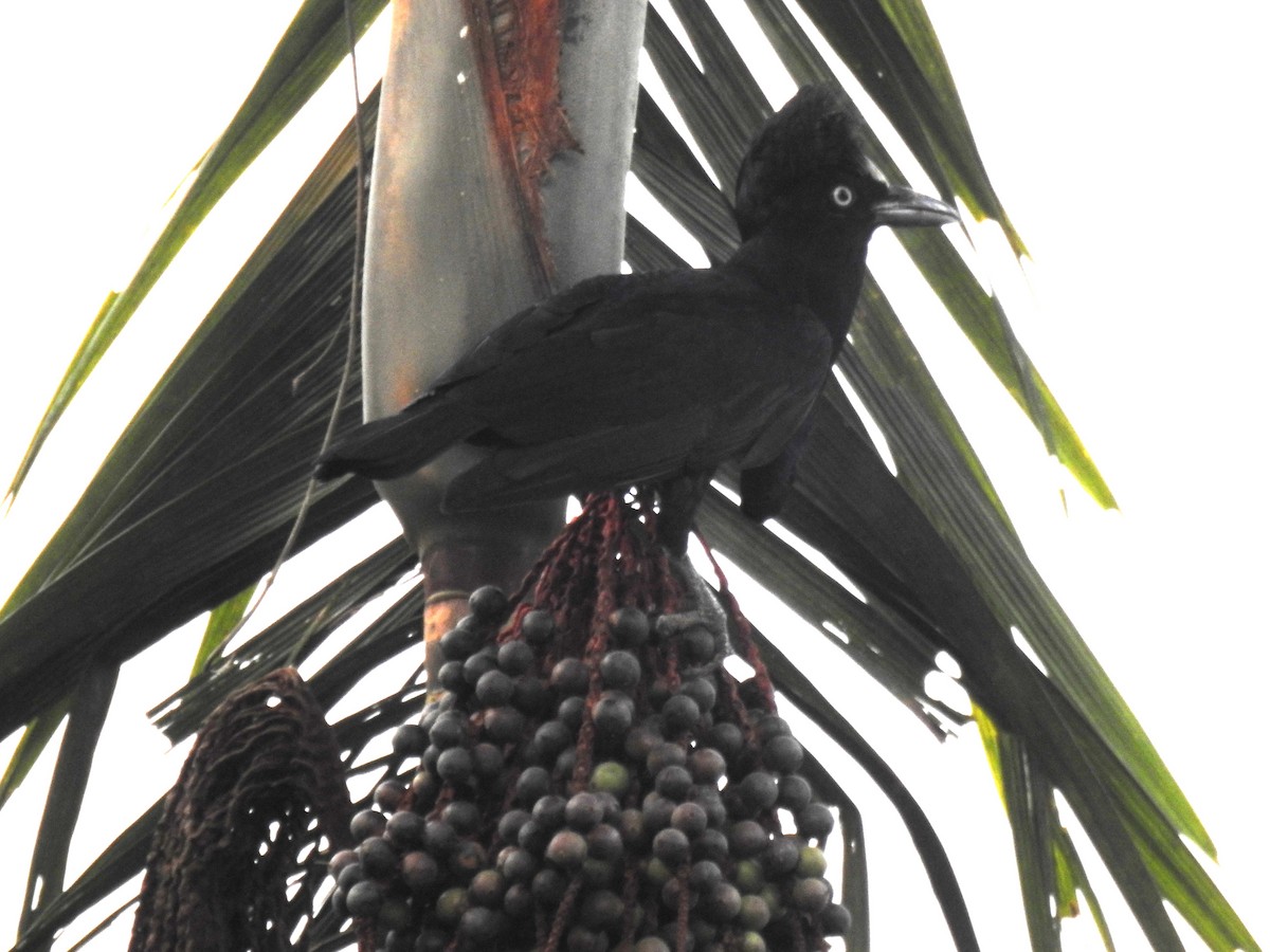 Amazonian Umbrellabird - ML623342459