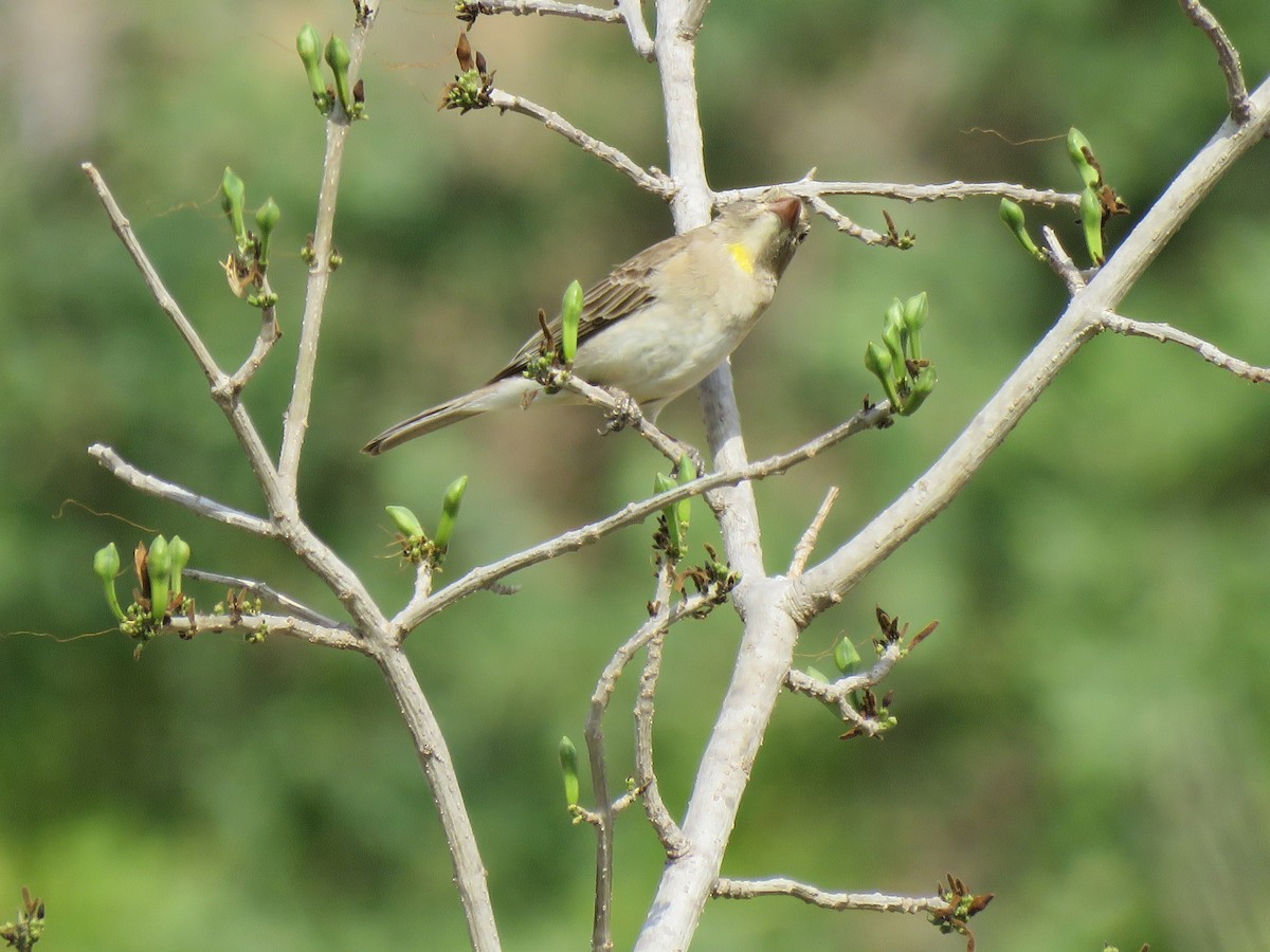 Yellow-spotted Bush Sparrow - ML623342462