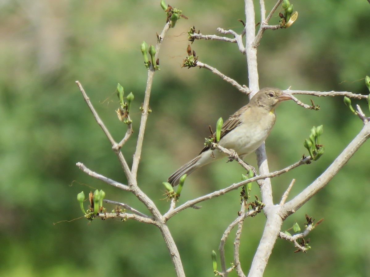 Yellow-spotted Bush Sparrow - ML623342481