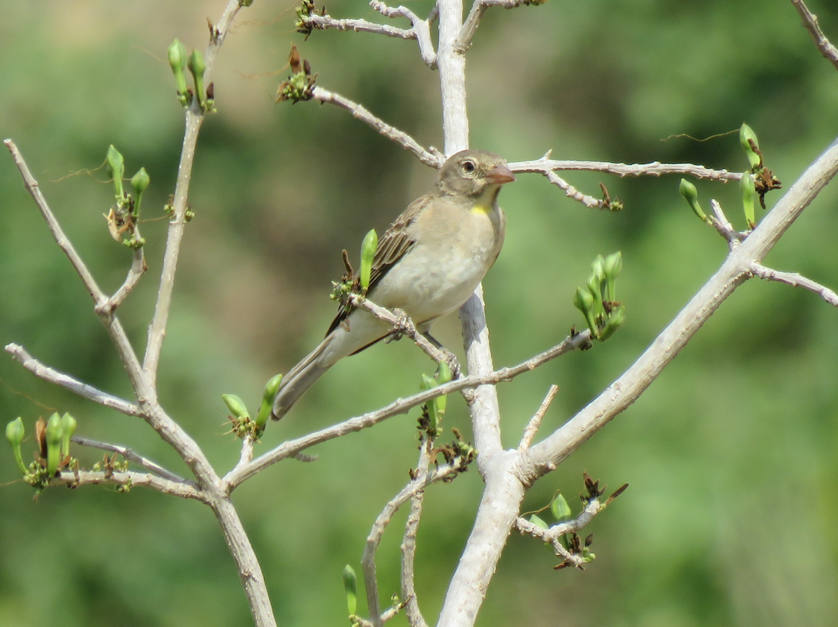 Yellow-spotted Bush Sparrow - ML623342487