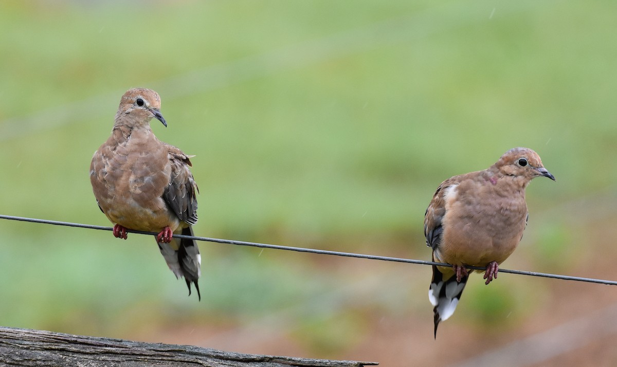 Mourning Dove - ML623342493