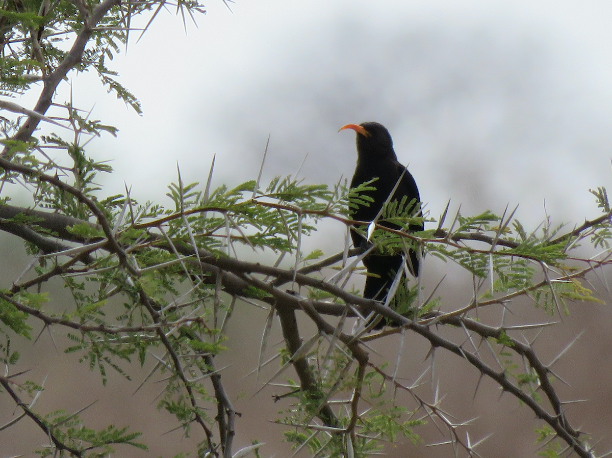 Abyssinian Scimitarbill - ML623342524