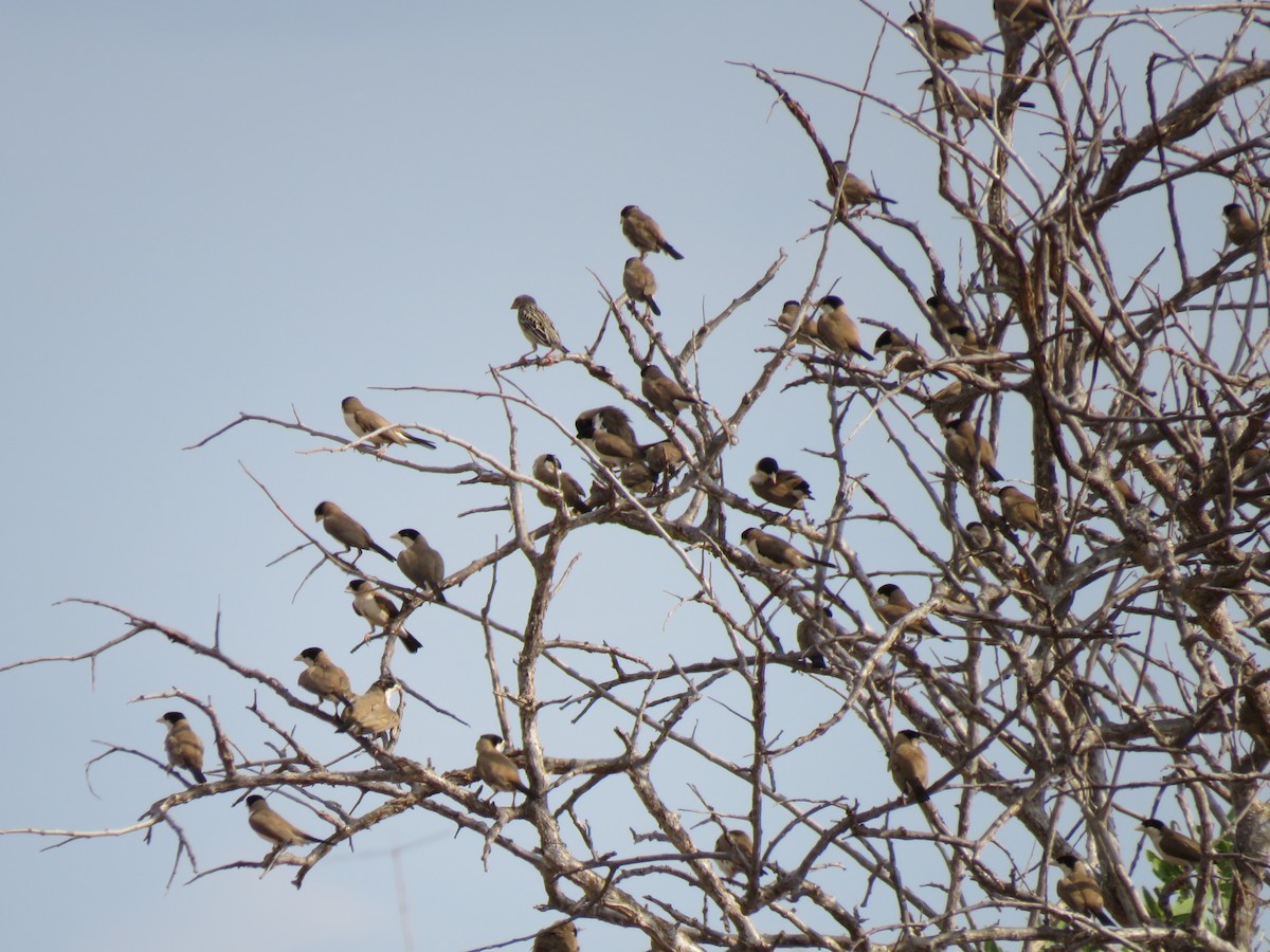 Black-capped Social-Weaver - ML623342537