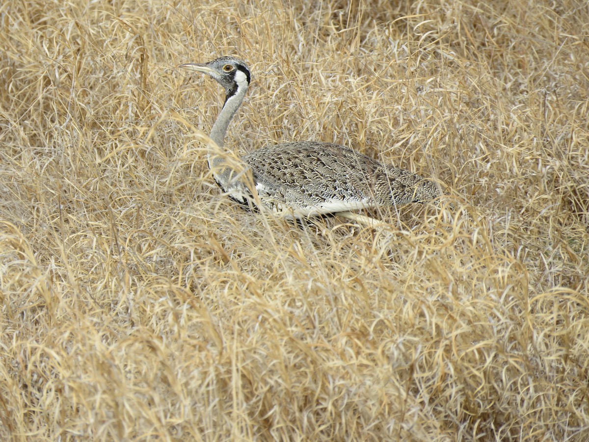 Hartlaub's Bustard - Beniamino Tuliozi