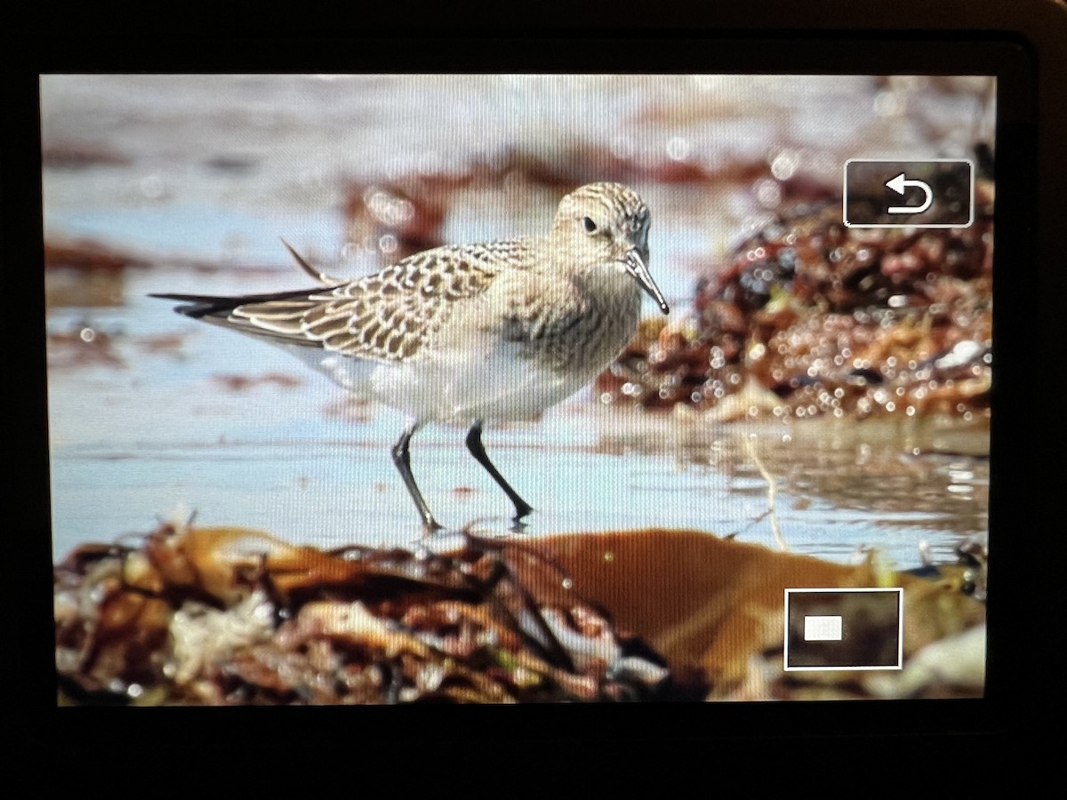 Baird's Sandpiper - ML623342668