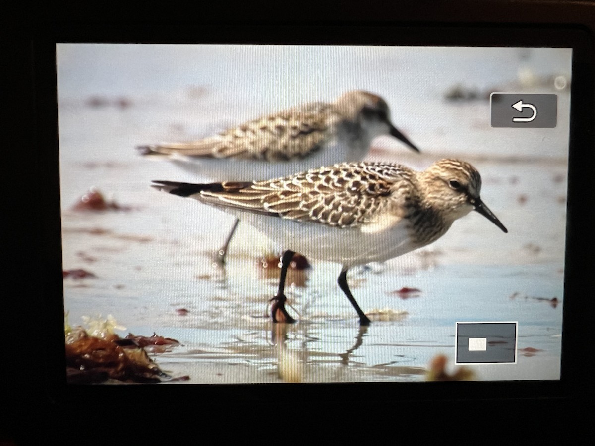 Baird's Sandpiper - ML623342669