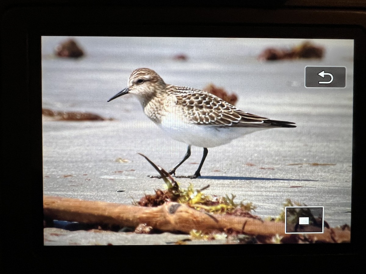 Baird's Sandpiper - ML623342670