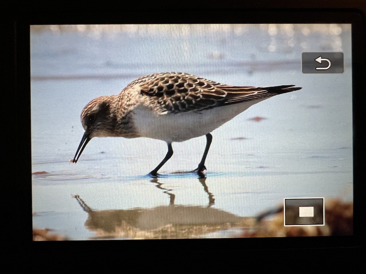 Baird's Sandpiper - ML623342671