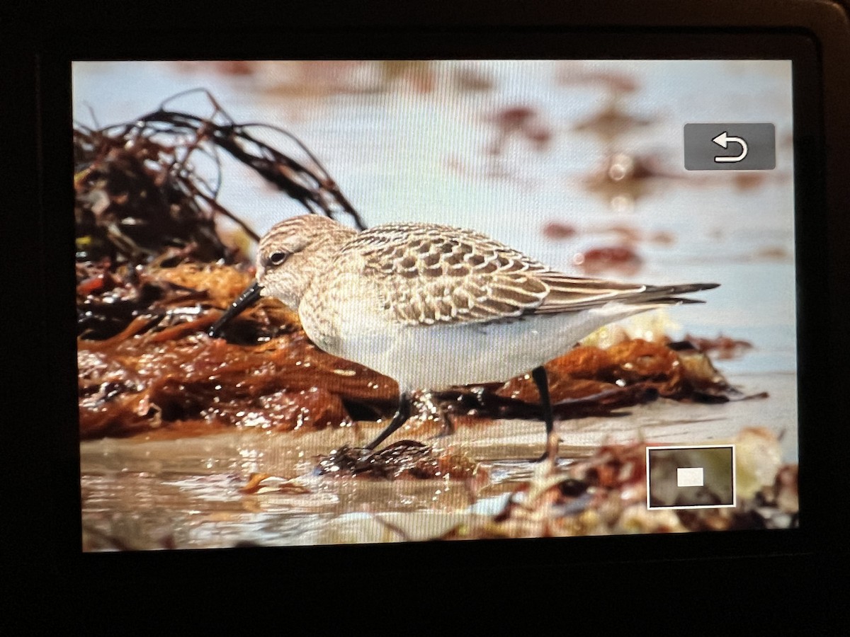 Baird's Sandpiper - ML623342672