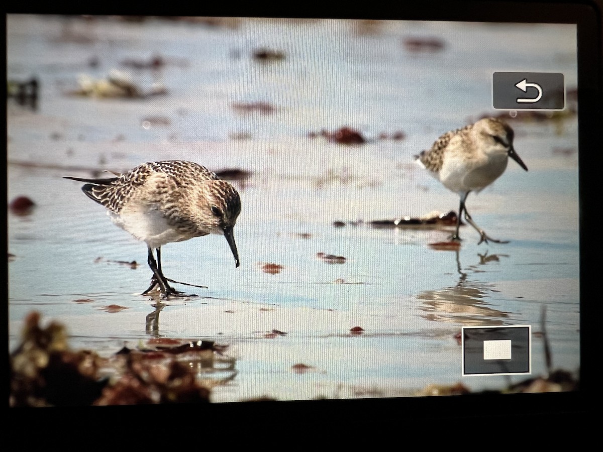 Baird's Sandpiper - ML623342673