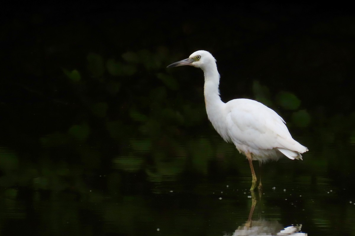 Little Blue Heron - Andrew Bendall