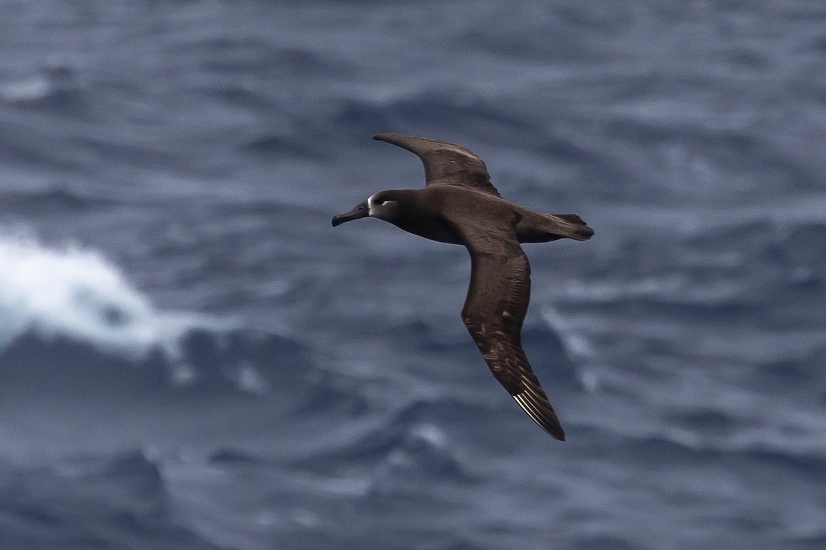 Black-footed Albatross - ML623342729