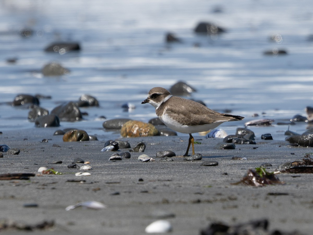 Semipalmated Plover - ML623342751