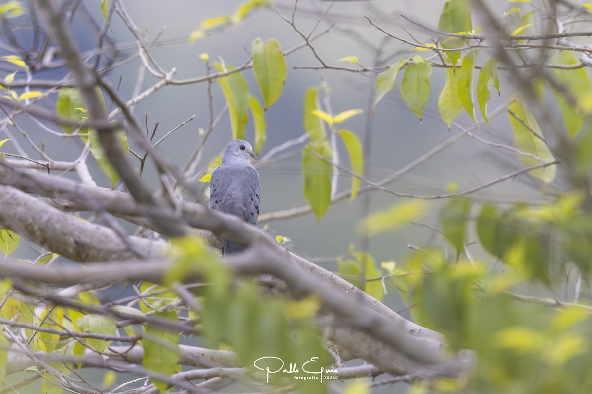 Ecuadorian Ground Dove - ML623342765