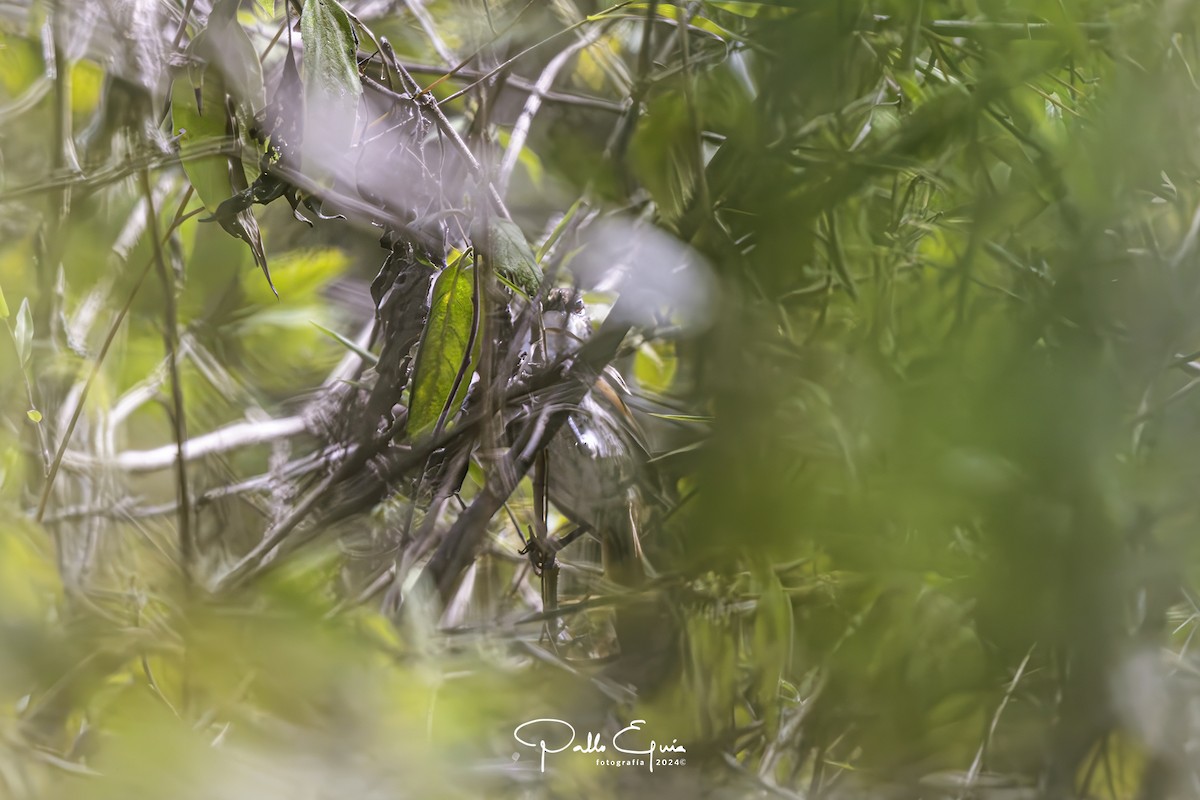 Chinchipe Spinetail - ML623342832