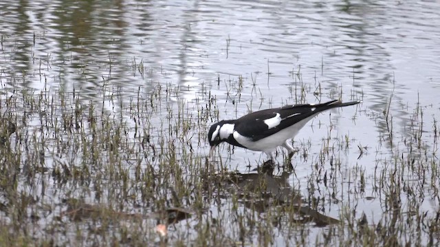 Magpie-lark - ML623342937
