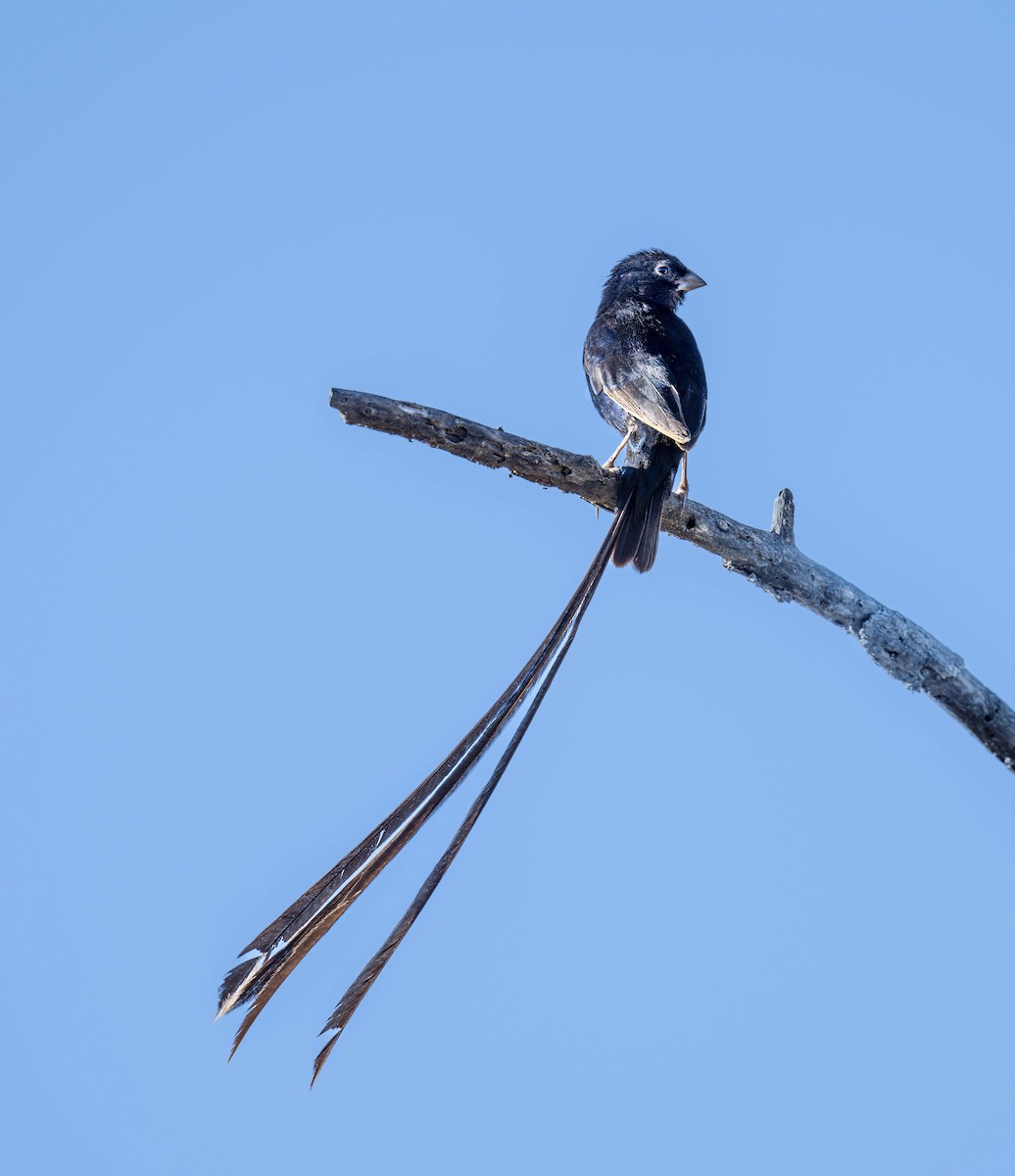 Steel-blue Whydah - ML623342972