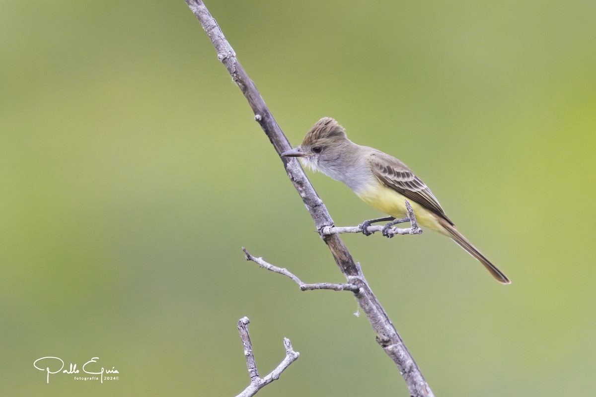 Pale-edged Flycatcher - ML623342980