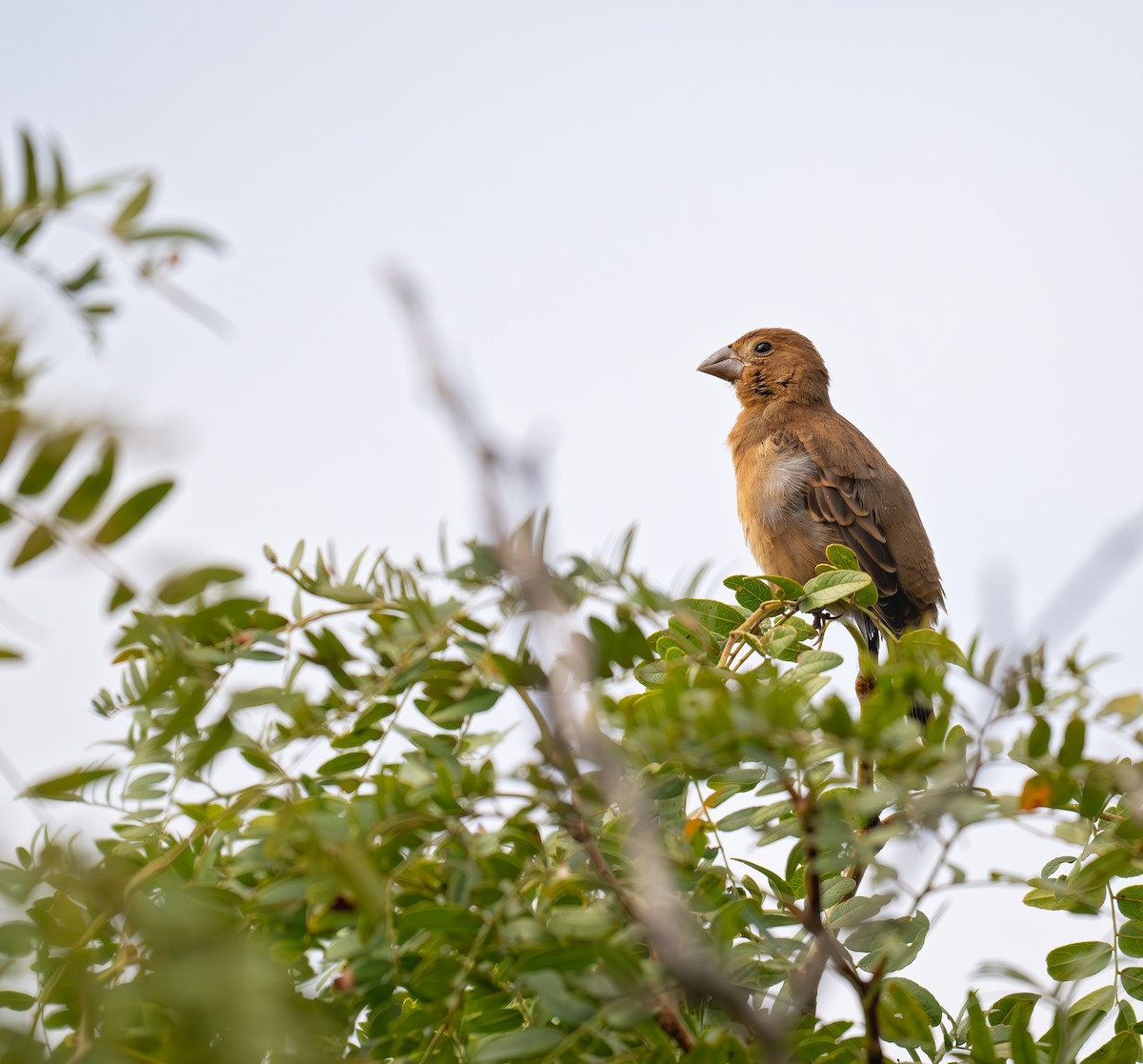 Blue Grosbeak - ML623343007